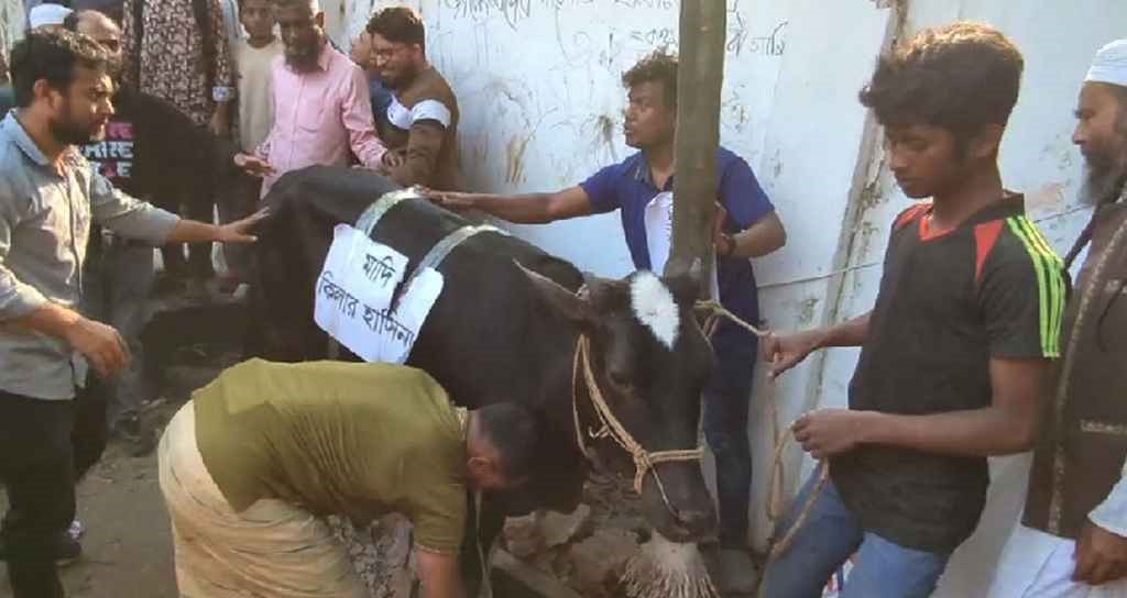 ভূরিভোজের জন্য ধানমন্ডি ৩২-এ আনা হল গরু, নাম ‘কিলার হাসিনা’